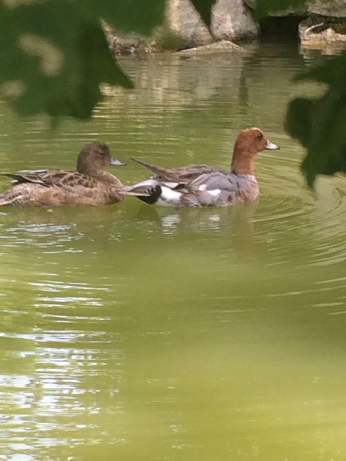 La Mare Aux Canards Cordieux Exteriör bild